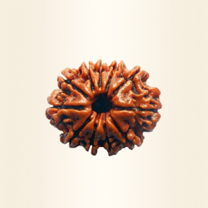 Ten Mukhi Rudraksha