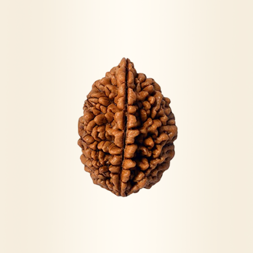 Two Mukhi Rudraksha