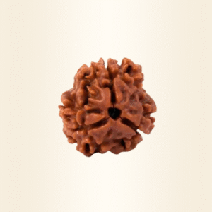 Three Mukhi Rudraksha