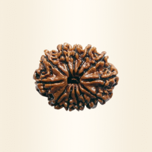 Eleven Mukhi Rudraksha