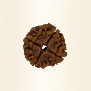 Four Mukhi Rudraksha