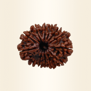 Twelve Mukhi Rudraksha
