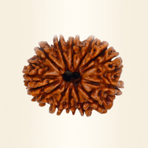 Thirteen Mukhi Rudraksha