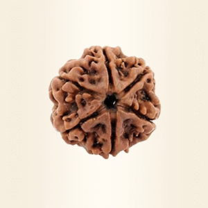 Six Mukhi Rudraksha