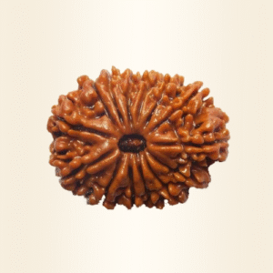 Fourteen Mukhi Rudraksha