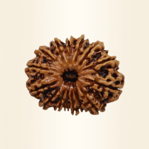 Fifteen Mukhi Rudraksha