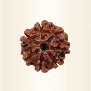Seven Mukhi Rudraksha