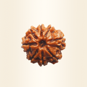 Eight Mukhi Rudraksha