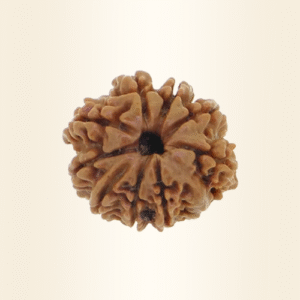 Nine Mukhi Rudraksha