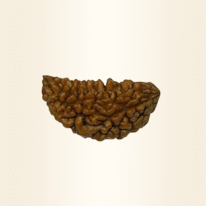 One Mukhi Rudraksha